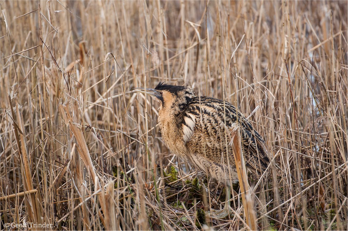 Ever heard a bittern boom? Drop in to the Far Ings Visitor Centre on Mon 6 May, between 10am and 3pm, and you may be lucky enough to hear one. There'll also be guided walks, crafts and you can find out how the reserve is managed to help bitterns breed. lincstrust.org.uk/events/2024-05…