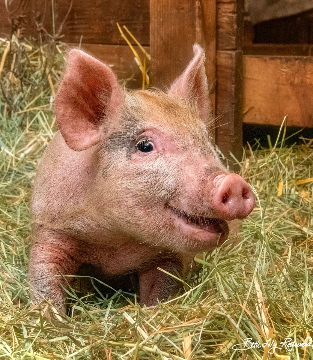 This is Lily and the joy you see on her face is because she was just rescued! 😊 Retweet to celebrate her new life & cheers to the day when all animals are lucky enough to be able to experience happiness like this. 🧡 [photo by Beth Redwood at @OTPsanctuary]