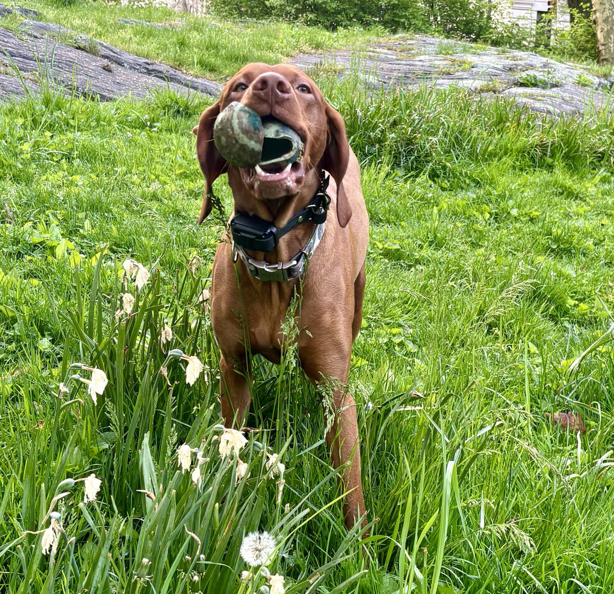 Found a ball!