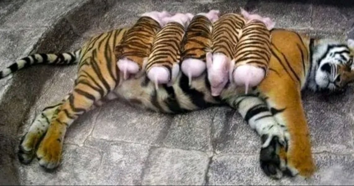 @Morbidful This tiger lost her cubs after giving birth and her health was deteriorating due to postpartum depression, so the California zoo where she lives found a somewhat unusual solution.
The workers came up with a trick using pigs dressed up as tigers. The tiger apparently loved them…