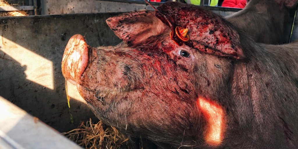 Non-vegans can end this nightmare, the suffering, and the pain that animals go through every single day of their lives by choosing not to pay to have animals tortured and killed. Stop Supporting Animal Cruelty GoVegan🌱🌎 #AnimalRights #GoVegan #EndSpeciesism #Vegan #RosesLaw