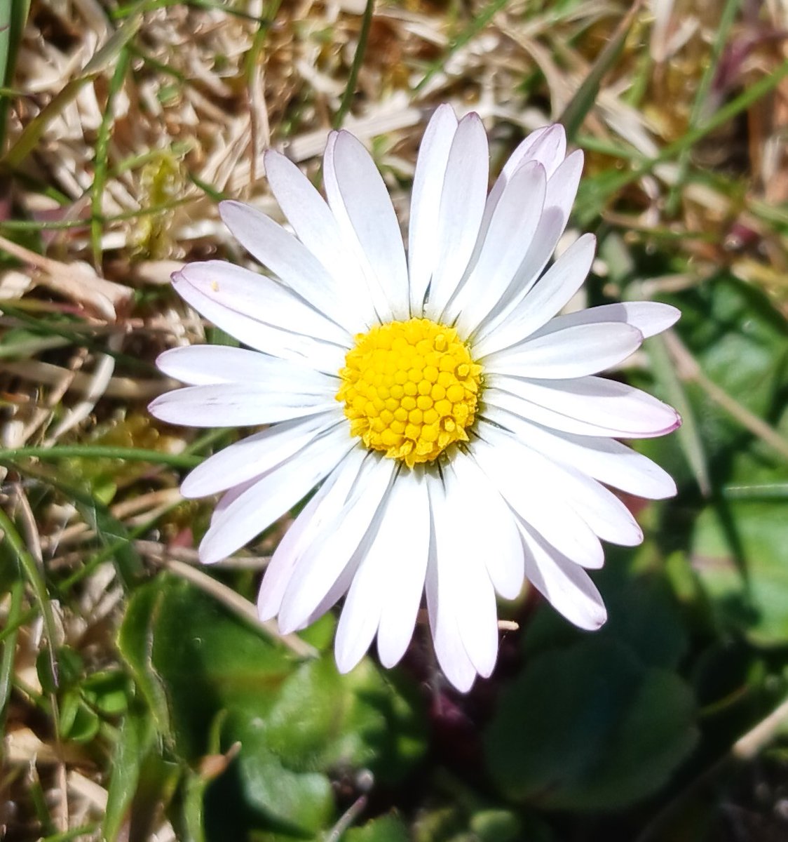 Have a beautiful day. ☀️💜🤍💛 #IslandLife #IslandDaisies #OuterHebrides