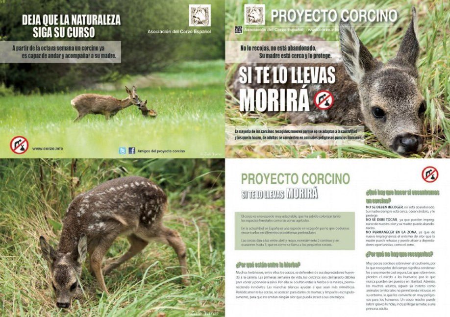 Proyecto Corcino tweet media