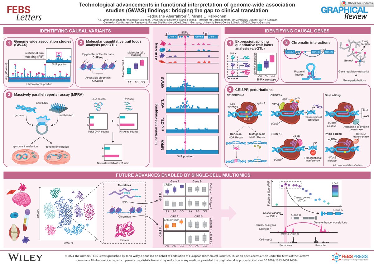 🎨 New Graphical Review! 🧬 Technological advancements in functional interpretation of GWAS findings: bridging the gap to clinical translation 💻 🖊 Redouane Aherrahrou and @MinnaKaikkonen ➡ bit.ly/44jrk29