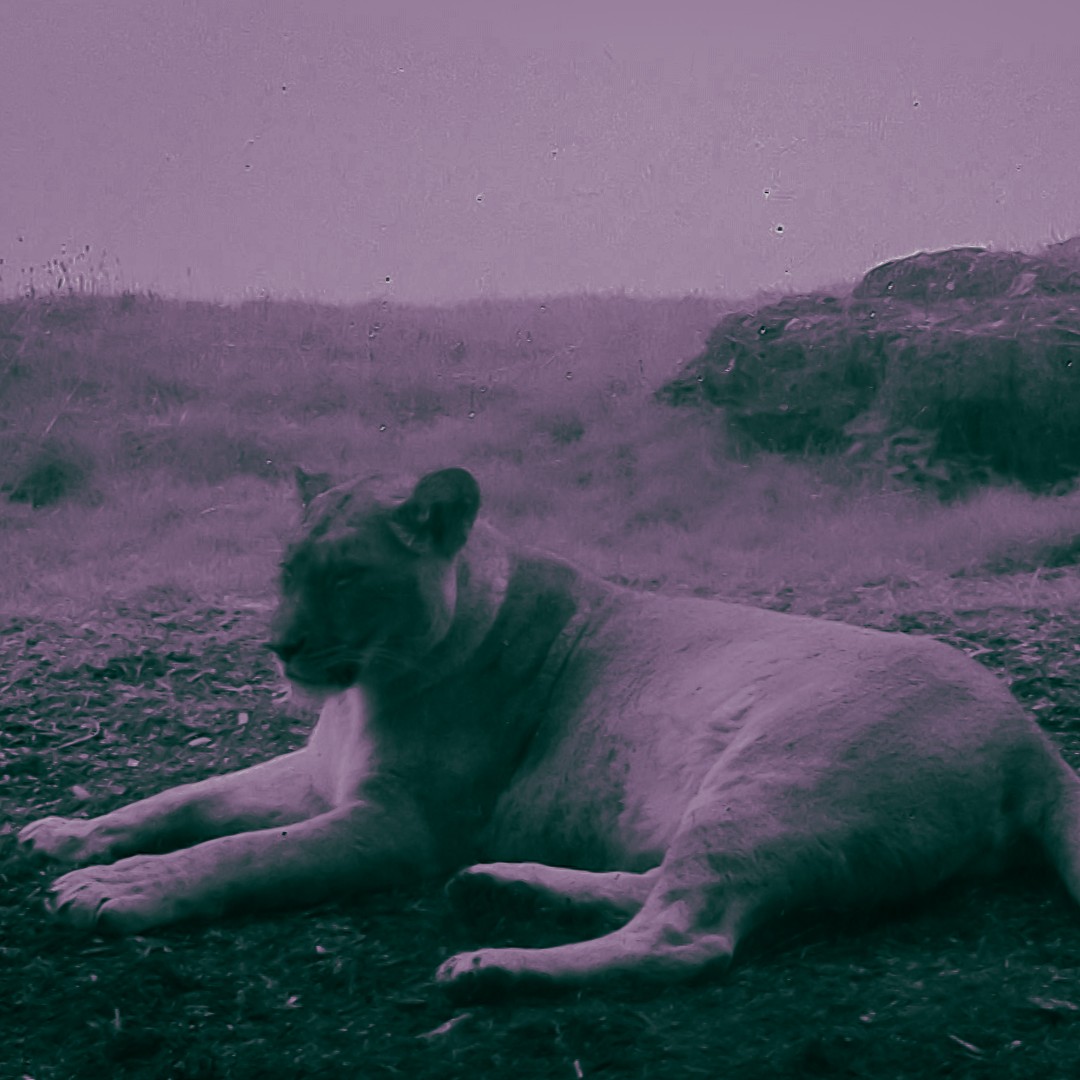 These photos display never-before-seen views of @ZSLWhipsnadeZoo after dark 🌙🦩

@OfficialZSL’s photographer used a specialist night vision camera to reveal the animals’ behaviour, during an exclusive nighttime tour 🦁

📷 Whipsnade Zoo