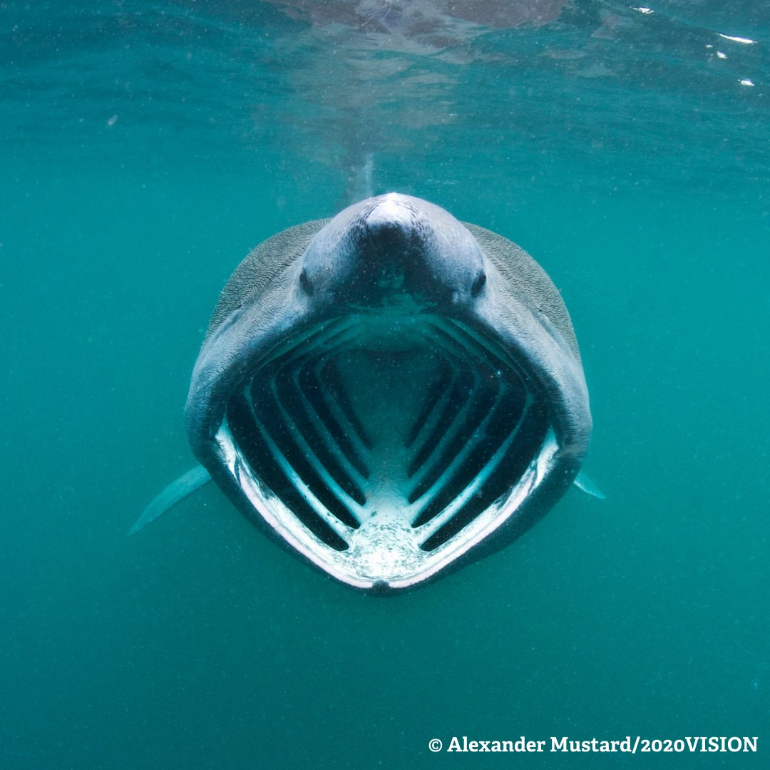 #FinFriday 🦈

Did you know a basking shark's mouth can be up to 1m wide? 😮 They filter plankton from the water 🦠 but still have rows of small teeth 🦷which scientists believe are used during mating! 💙

📸Alexander Mustard/2020VISION

@WTSWW @WTWales