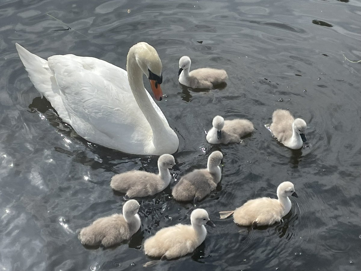 Celebrating the arrival of May by meeting the latest batch of cygnets at Brockwell Ponds 🦢

#swans #cygnets #may #springtime #parklife #brockwellponds #brockwellpark #hernehill #lambeth