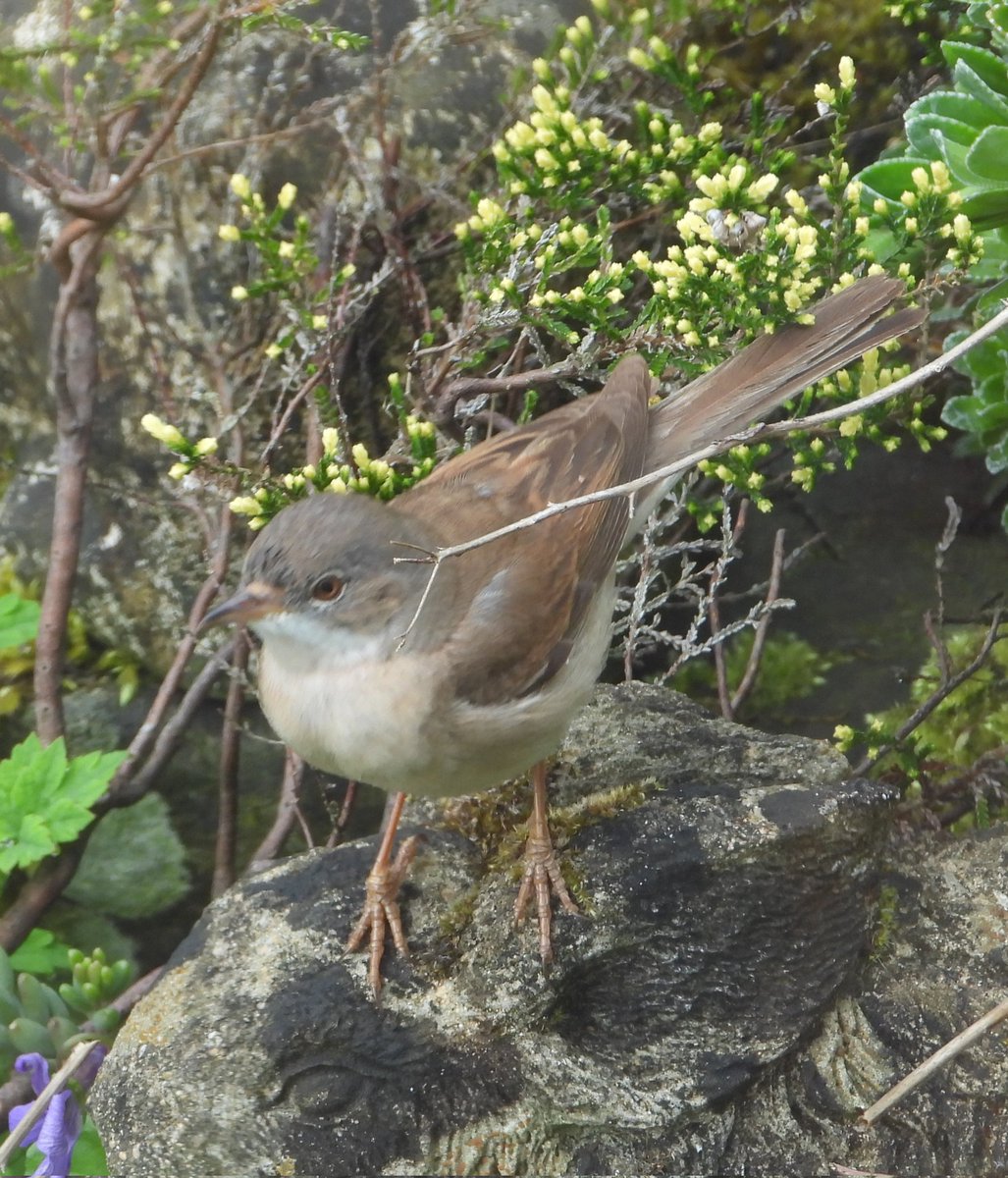 A bit gobsmacked at this garden tick near the centre of Coleford just now.... been here almost 24 years ...... taken through double glazing 
#GlosBirds