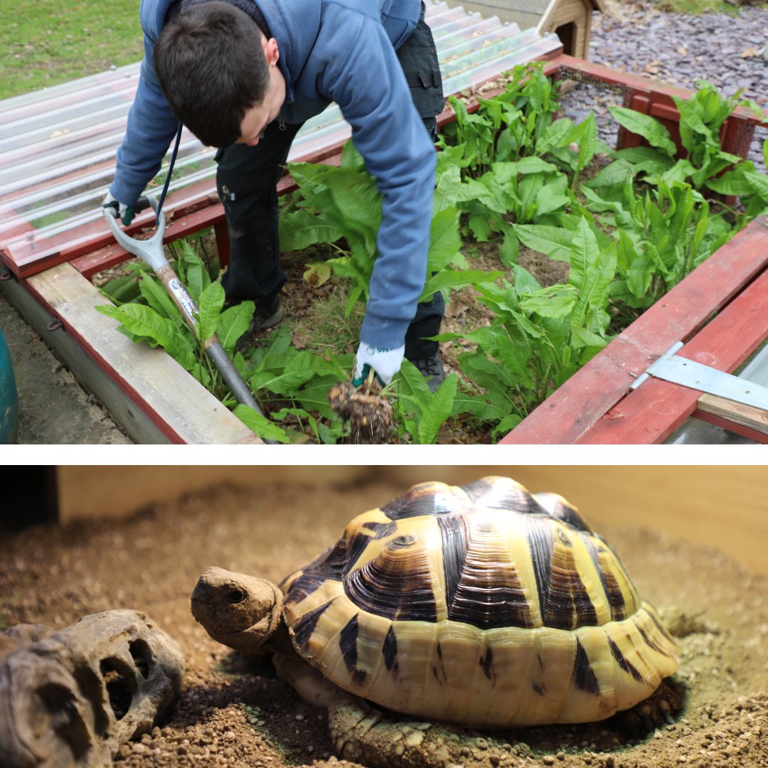 Due to cold weather this year, our tortoises have had to stay indoors. Now the sun is rearing its head they are excited to get back outside. Ed, one of our amazing farm volunteers, has been working hard, weeding and readying their outside home 🏡🐢 #FarmFriday #ThankYou