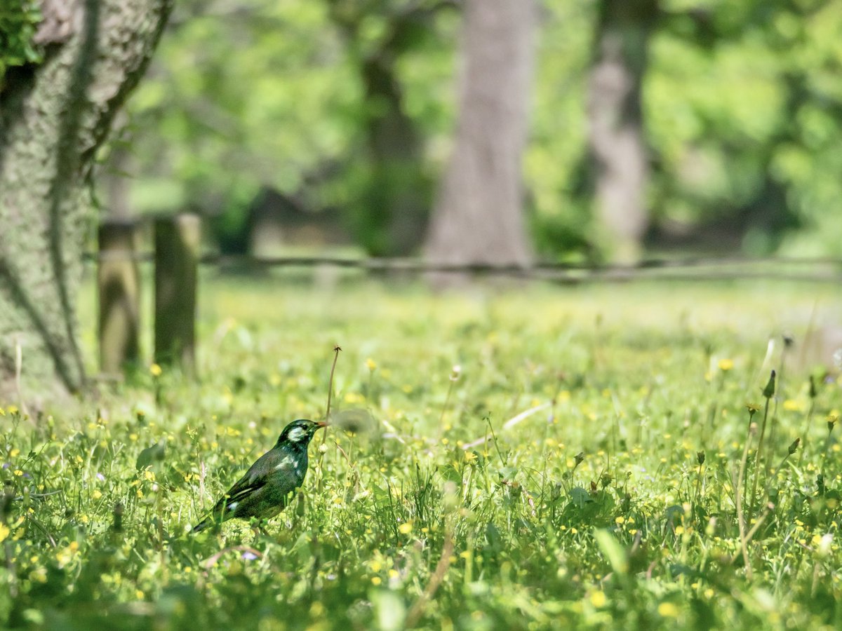 春を探して #ムクドリ #野鳥 #nature #Photography #OM写真投稿 #写真好きな人と繋がりたい #ファインダー越しの私の世界 #キリトリセカイ #写真で伝えたい私の世界