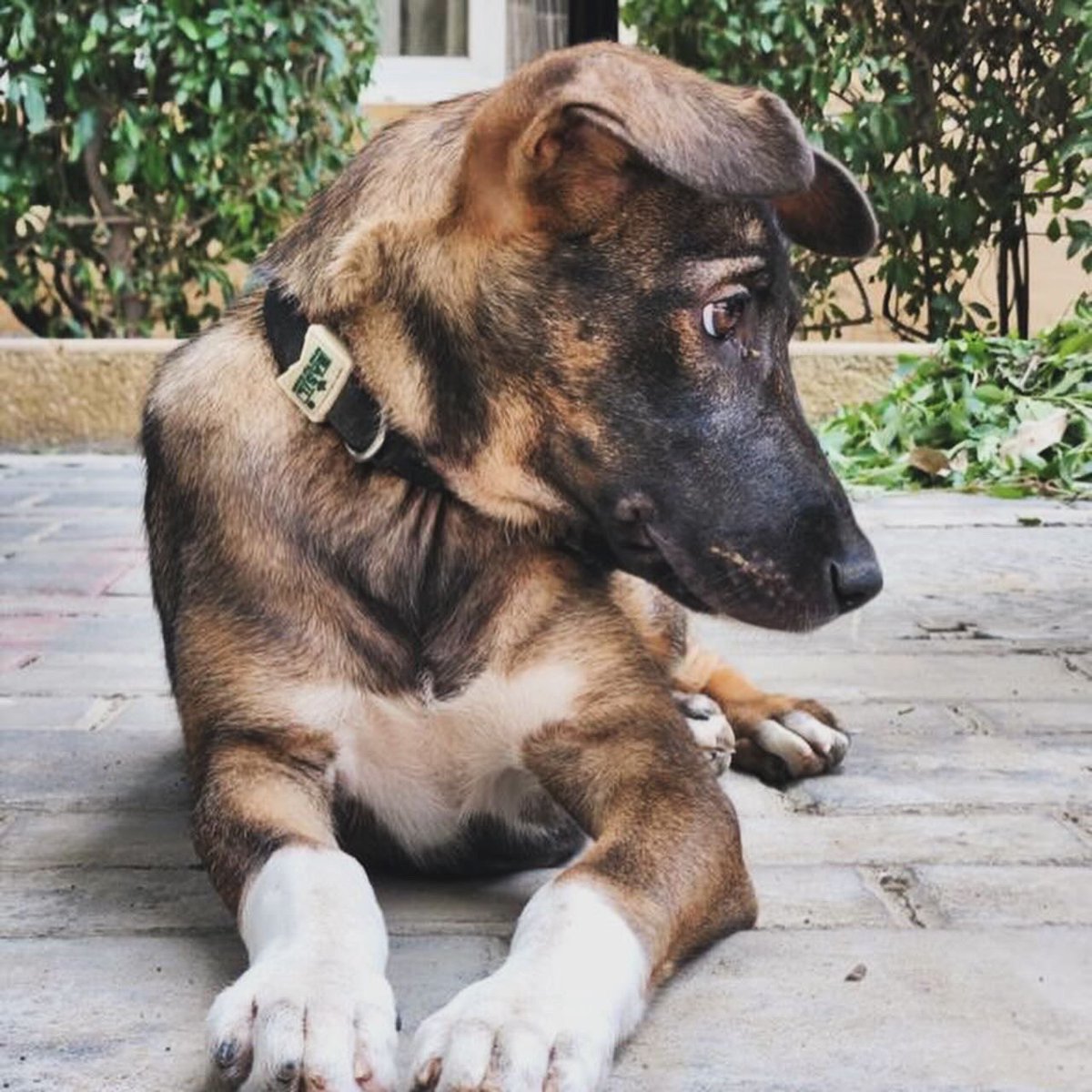 Introducing Bubbles 🐾: a 4-month-old German Shepherd mix, vaccinated & ready for her forever home in Sector 70A, #Gurgaon. Full of energy and love! 💖 Help her escape the streets and find a loving family. dogwithblog.in/emergency-anim… Contact: 9810165517. #AdoptDontShop RT!