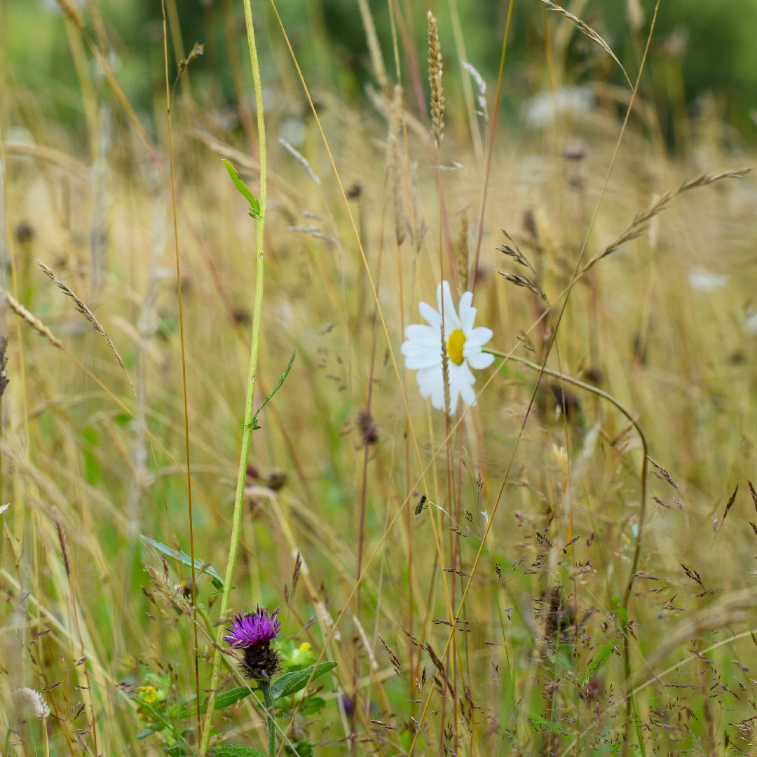 Leedam Natural Burial Grounds tweet media