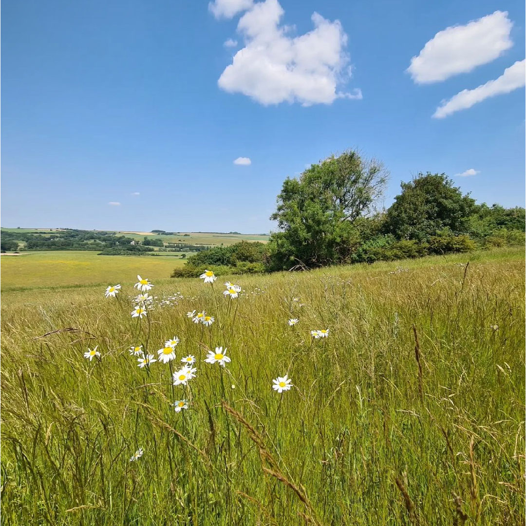 Leedam Natural Burial Grounds tweet media