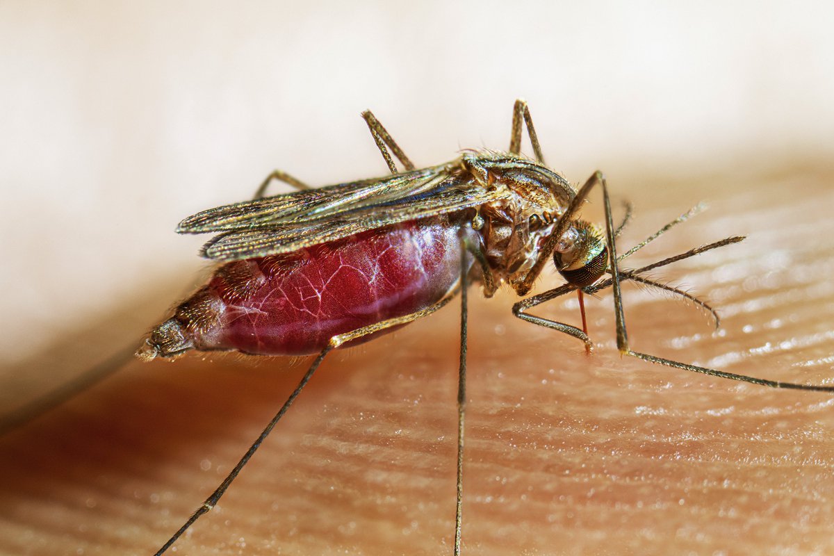 Four #Florida #mosquitoes are vectors of human #disease. Which mosquitoes, and what diseases do they transmit? How do you protect yourself as we enter peak mosquito season? 🦟 EPI members from @UF_IFAS and @UF_CLAS outline everything you need to know 🔗: go.ufl.edu/r3folti.