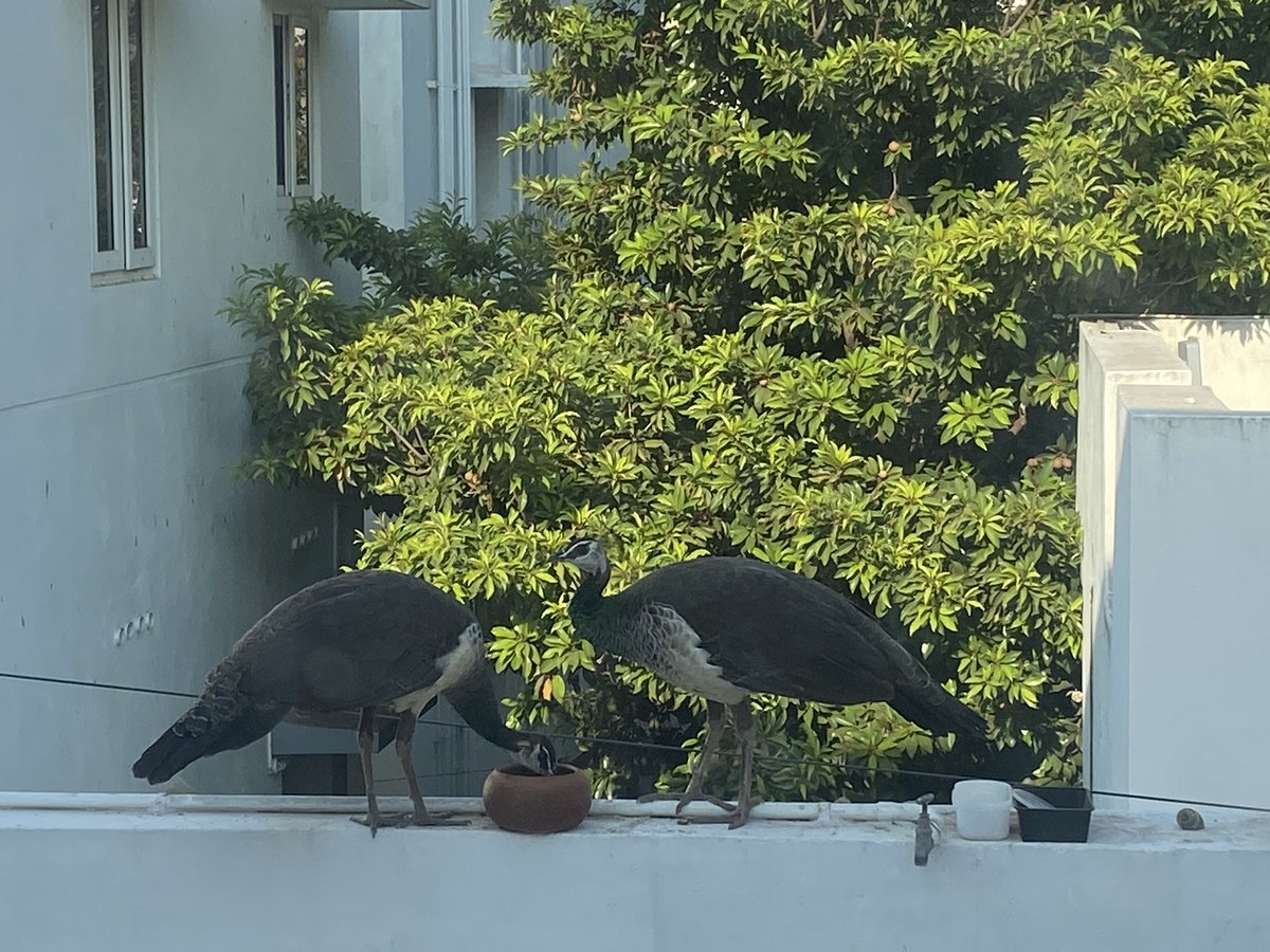 Happy to see the scene when two beautiful 🤩 peacocks 🦚 Quenched thirst with water 💧in the pot and ate a little rye, millets which was kept. 

Stay Hydrated and be thirsty for opportunities that may come your way. 

#Peacocks