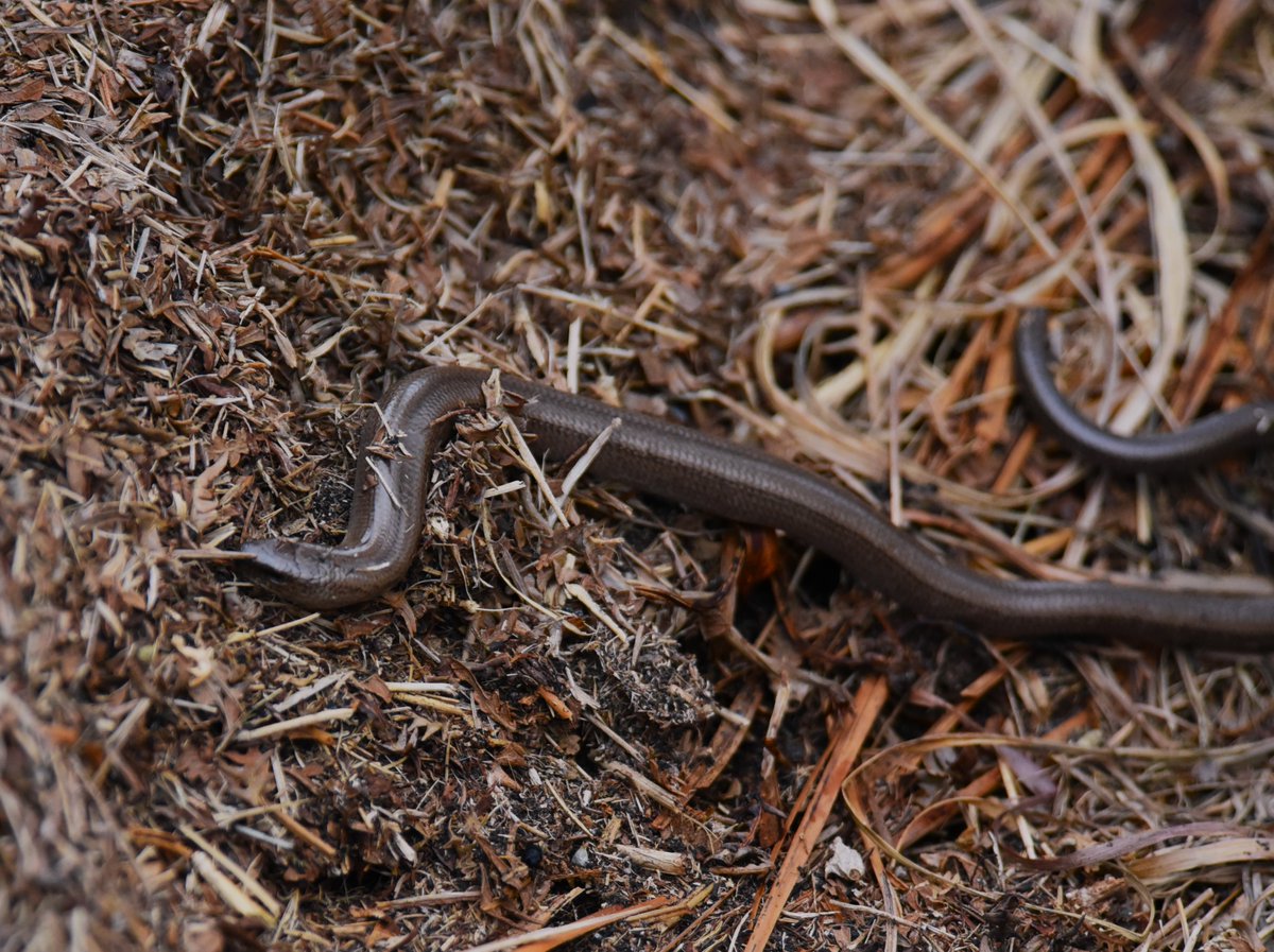 More wildlife, Arran: Adder, Common Seal, Meadow Pipit, Slow Worm