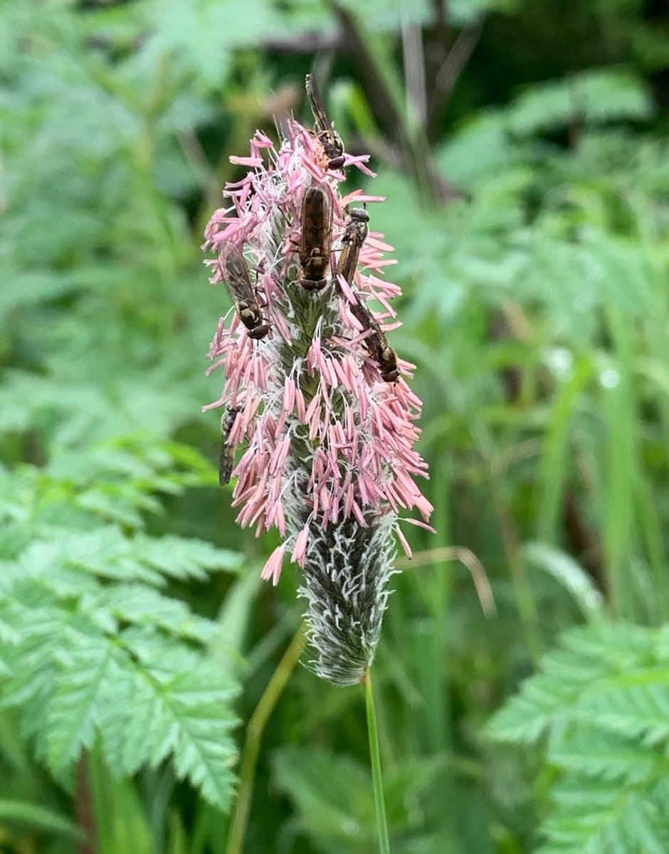 Meadow Foxtail hosting some flies (?) for #WildWebsWednesday