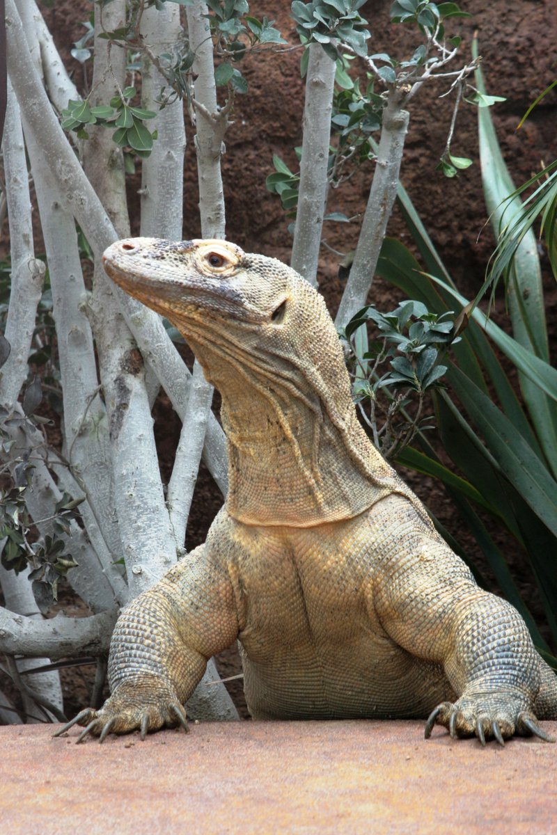 This new REVIEW is finding ways to measure #stress hormones in #reptiles without blood tests - #OpenAccess …lpublications.onlinelibrary.wiley.com/doi/10.1111/jz… Photo courtesy: Barcelona Zoo #conservation #animalwelfare #stressphysiology @nisseta_aluso @WileyEcolEvol