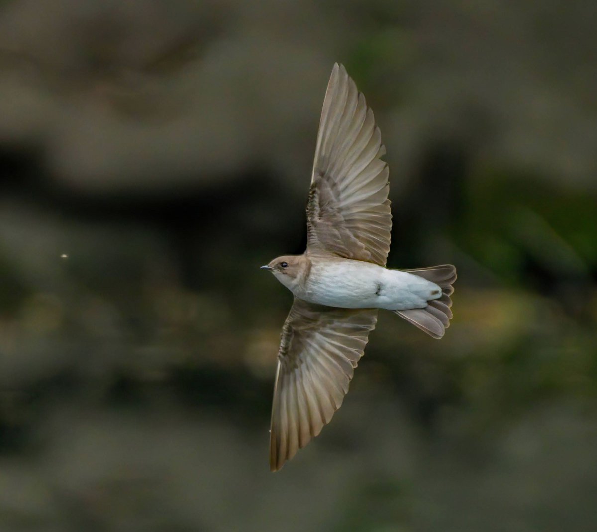 A Northern Rough-winged Swallow hunts flying insects over the Central Park Pool. #birdcpp