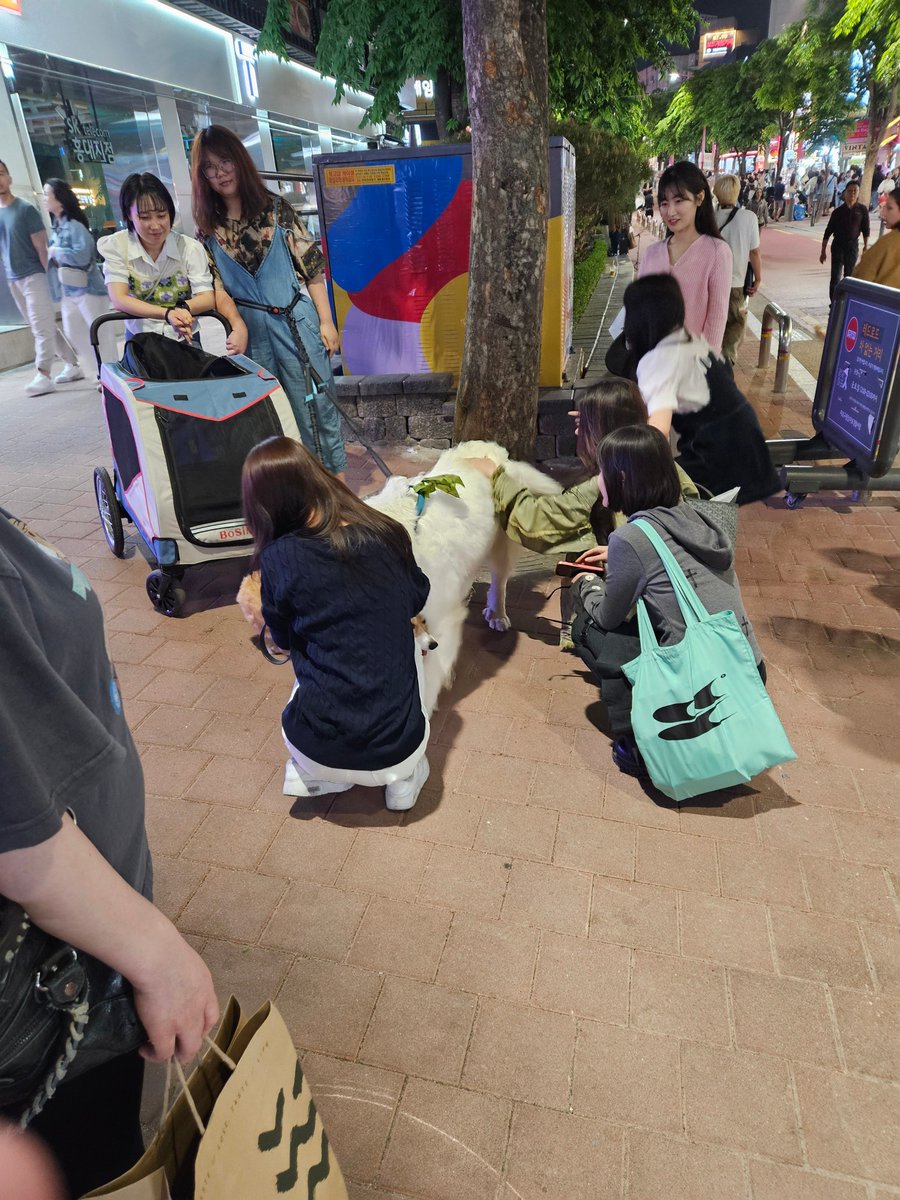 There were two dogs at Hongdae street and everyone was petting them 🥺🥺