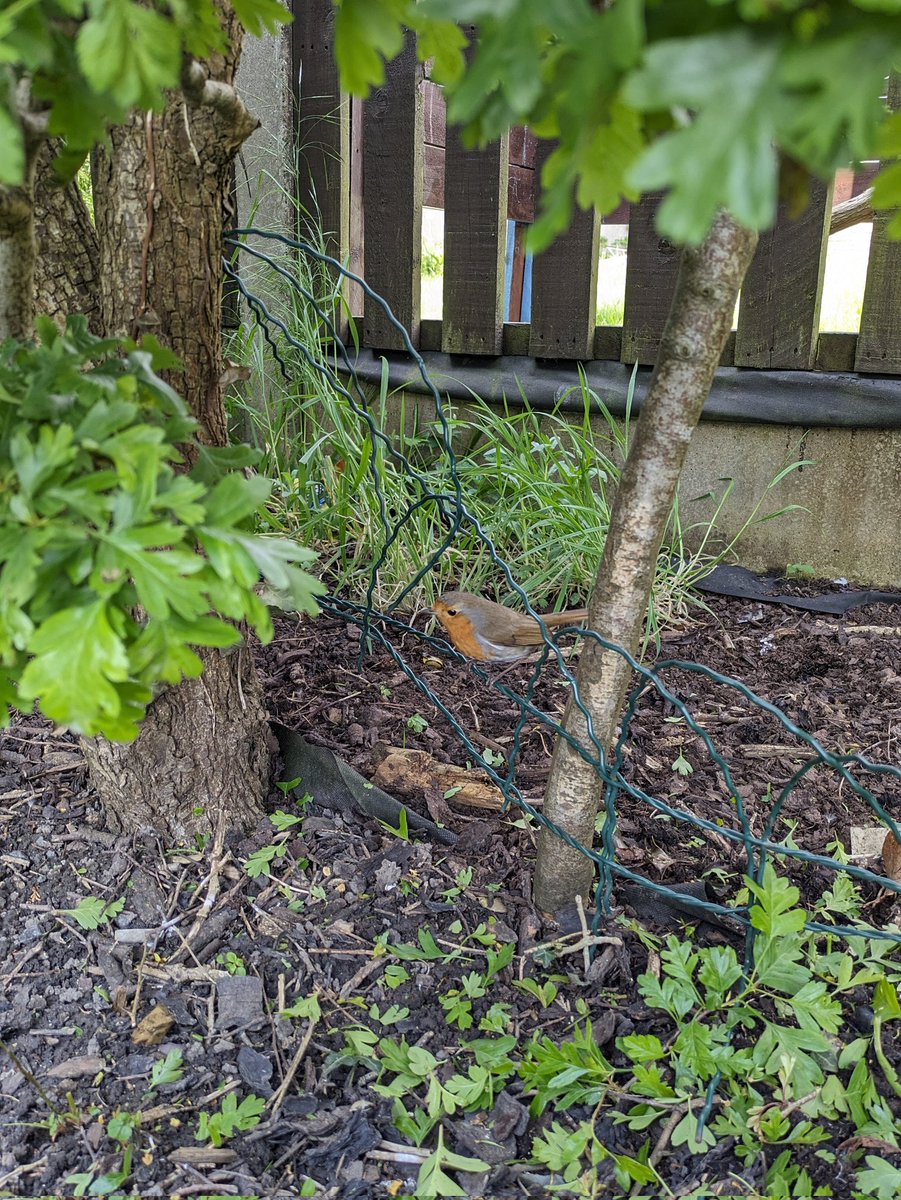 Hedge cutting Inspector...