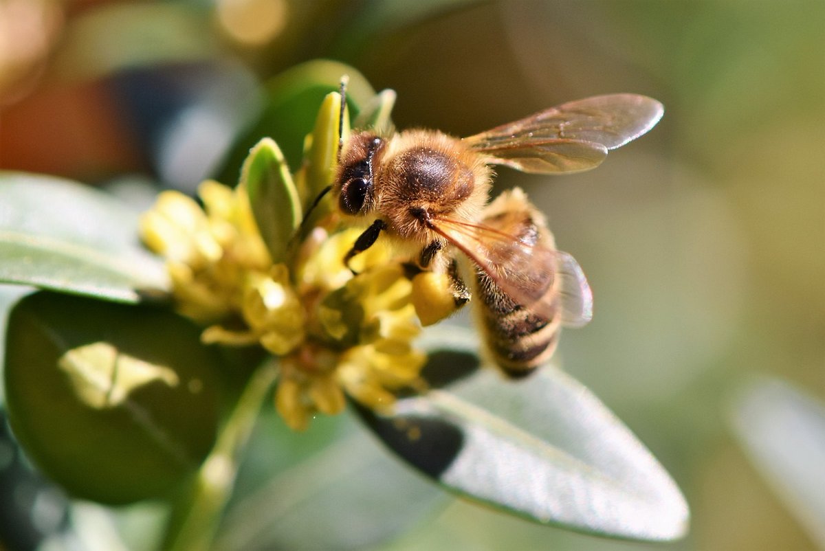 🐝COLLEGE EVENT: Ecosystem scientists argue that #biodiversity could play a key role in mitigating the effects of #climatechange. Join biodiversity experts on Tues 28 May as they defend our need to protect #ecosystems & the environment. All welcome👇 ow.ly/SFqh50Rs0gP