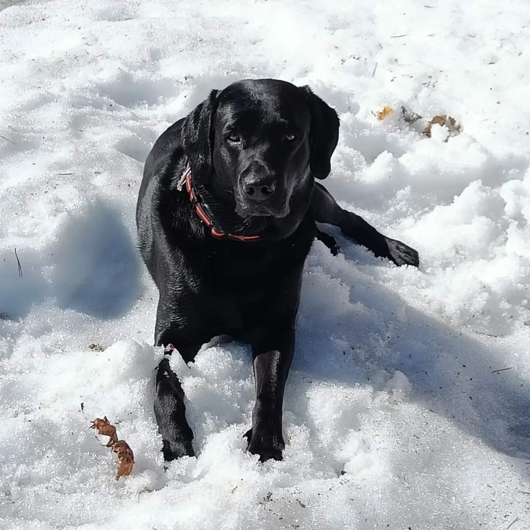 1.5.2024 Kaapo 4-vuotta ❤️ #synttäripoika #labradorretriever