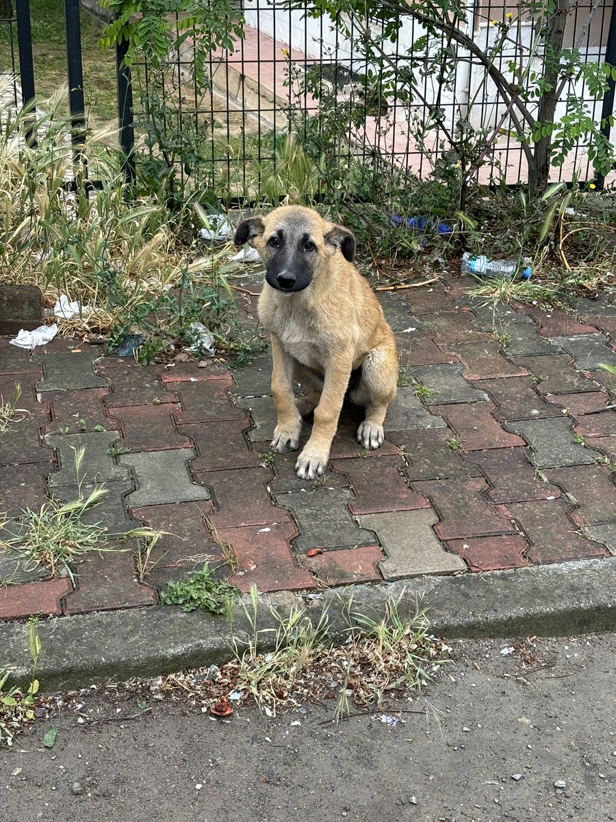 Bu garibanlık beni mahvediyor. Afili bir cins değilsin sana nasıl yuva bulayım. Ahhh ahhh…