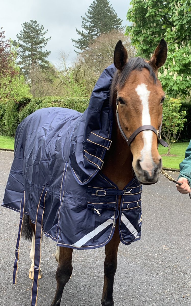 Our @RacingBreaks customers enjoyed a tour of the @IrishNatStud this morning, where they met these three legends. Beef or Salmon, Hurricane Fly & Faugheen 😊🐎🐎🐎🏆🏆🏆