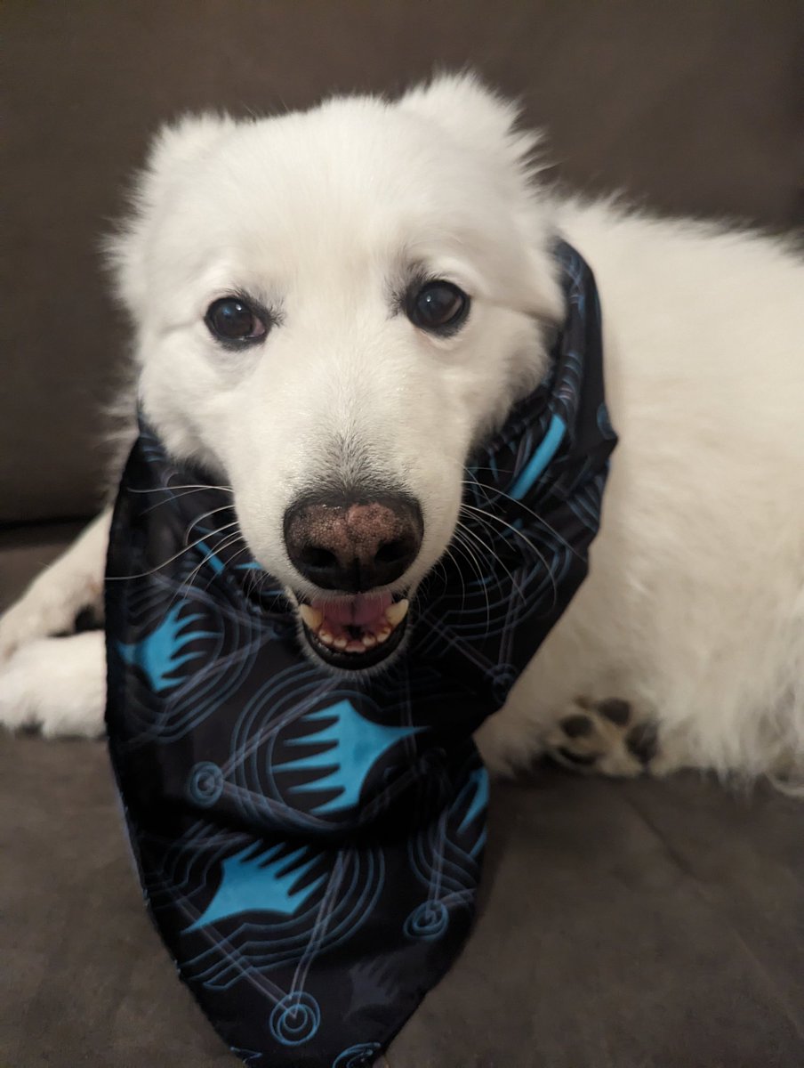 I just put the bandana on Axel and I've never seen him happier 🥰🥰🥰

Thanks @wizards_magic 👍👍👍 Can't wait for Bloomburrow