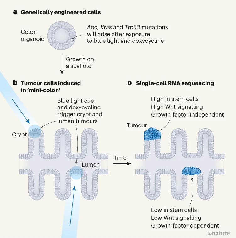 Gorgeous work by @LFranciscoLM and @TheLutolfLab! Creating ex-vivo mini colons and modeling spatiotemporal colorectal oncogenesis. The level of intricacy achieved by the system is absolutely astounding! Can't wait to see this for other cancer types. 🤩
nature.com/articles/s4158…