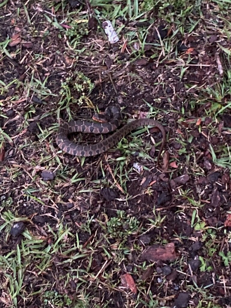 Tell the kiddos to be careful when outside. Snakes are coming out and can easily be missed. #snake #snakes #snakescrawling #becareful #Www.btghomeschoolers.com #btghomeschoolers btghomeschoolers.com