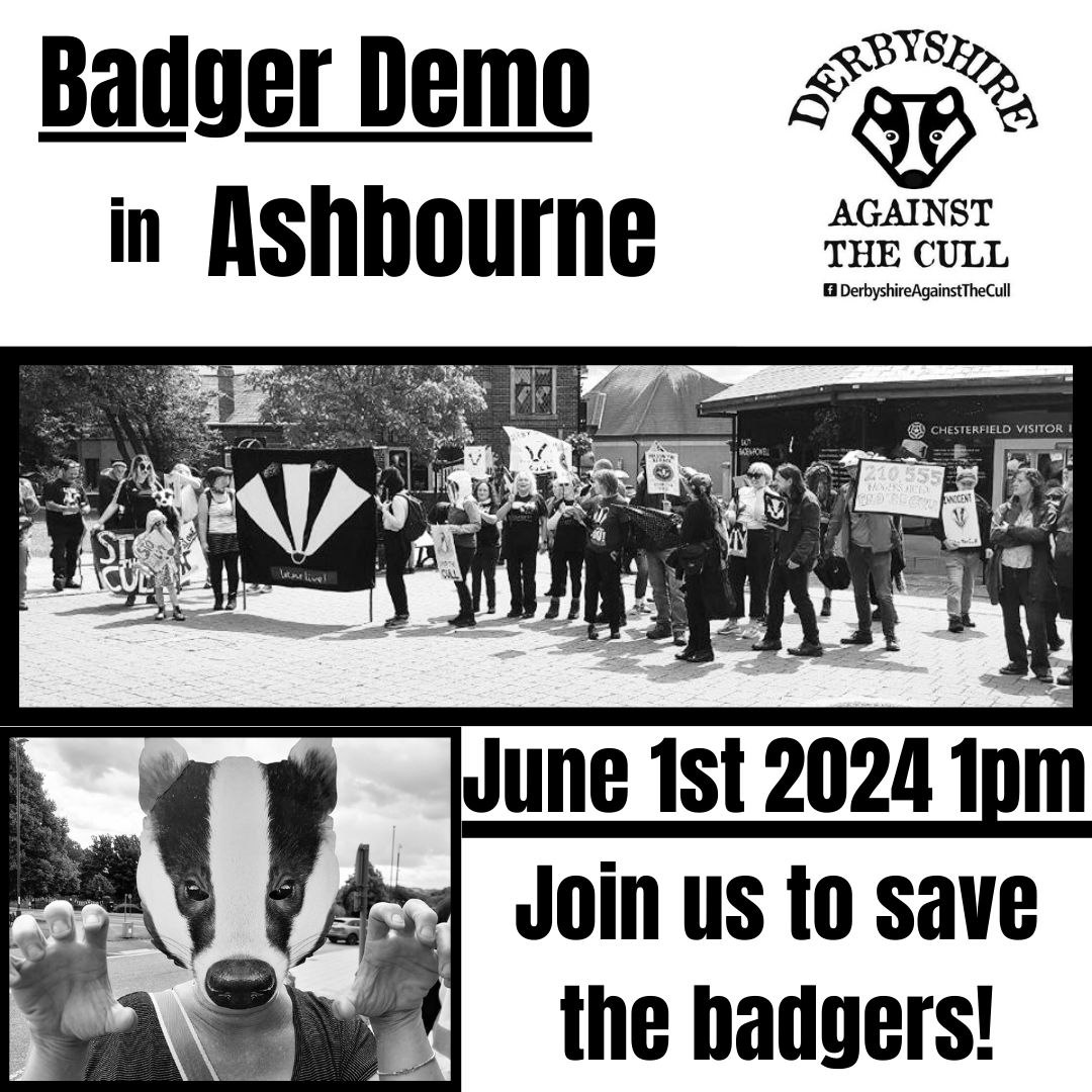 Badger Demo in Ashbourne - Saturday 1st June - Join us to save the badgers, we'll walk around Ashbourne, spreading our message and our love for badgers. Facebook event -> fb.me/e/207fuXkWW