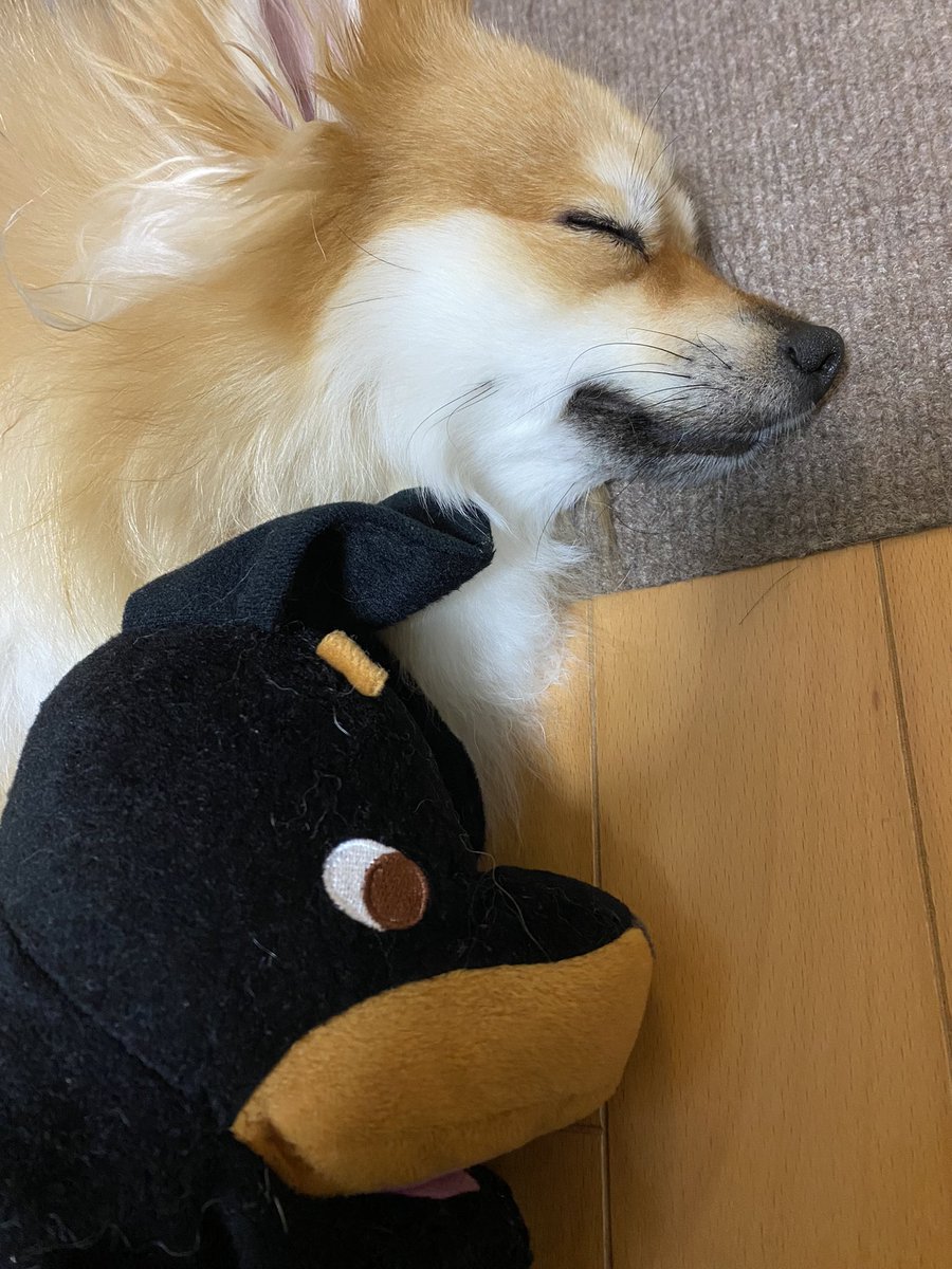 なかよしこよし🐶💤

#ポメラニアンのいる暮らし 
#ポメラニアン　#Pomeranian
#デカポメ　#きつねぽめ
#おやすみ　#遊び疲れ
#寝顔　#兄弟　#仲良し