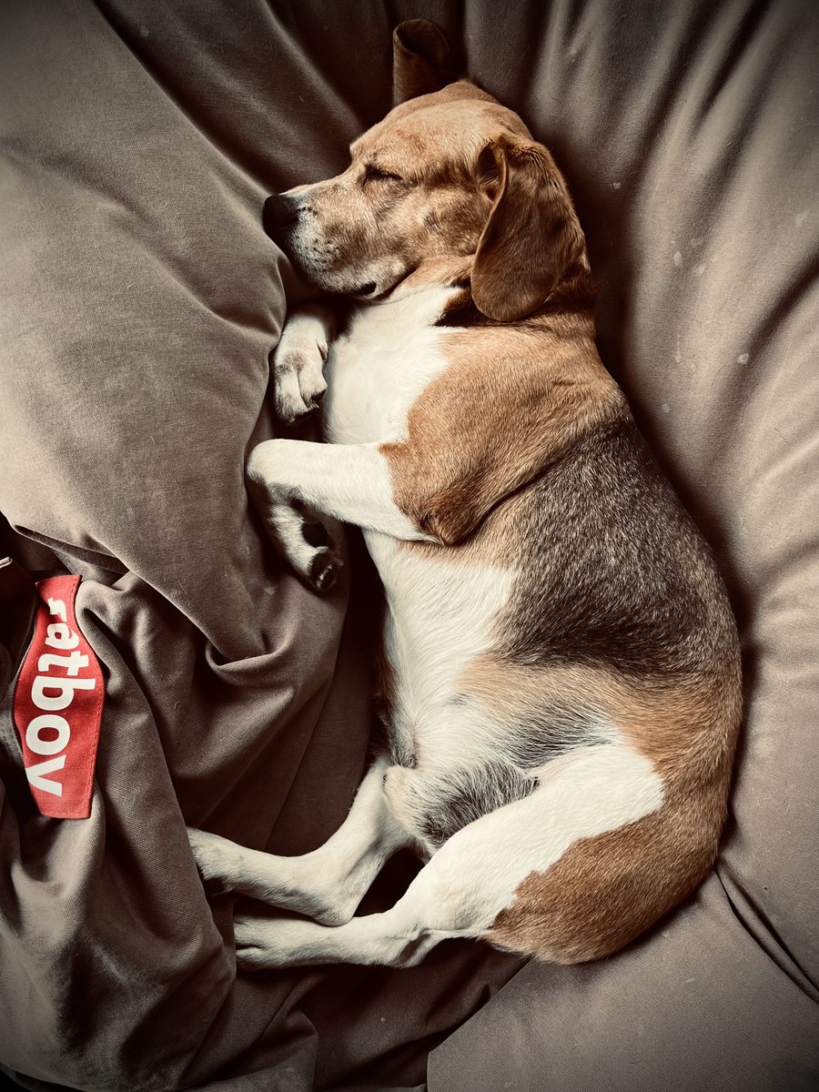 Mood of the day. #ArgoTheBeagle