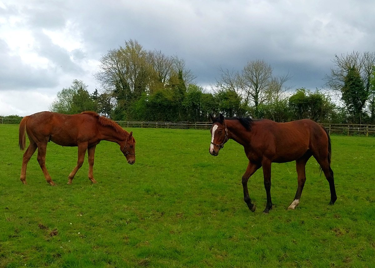 Yearling colts enjoying a dry day! Kessaar X Regrette Rien,  Far Above X Folksinger 
#Kessaar #Farabove