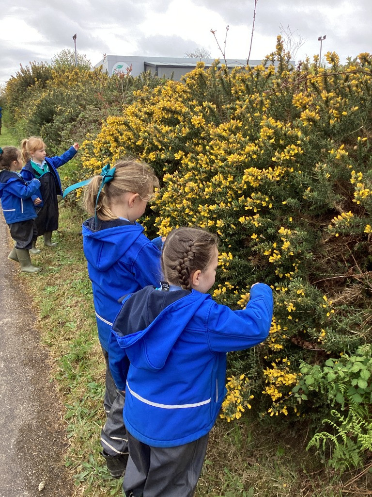 What will we find on our great plant hunter's expedition? Foraging and making gorse cordial - inspiring writing. #inspiredbynature#AsOne #edenproject #staustell #natureconnection