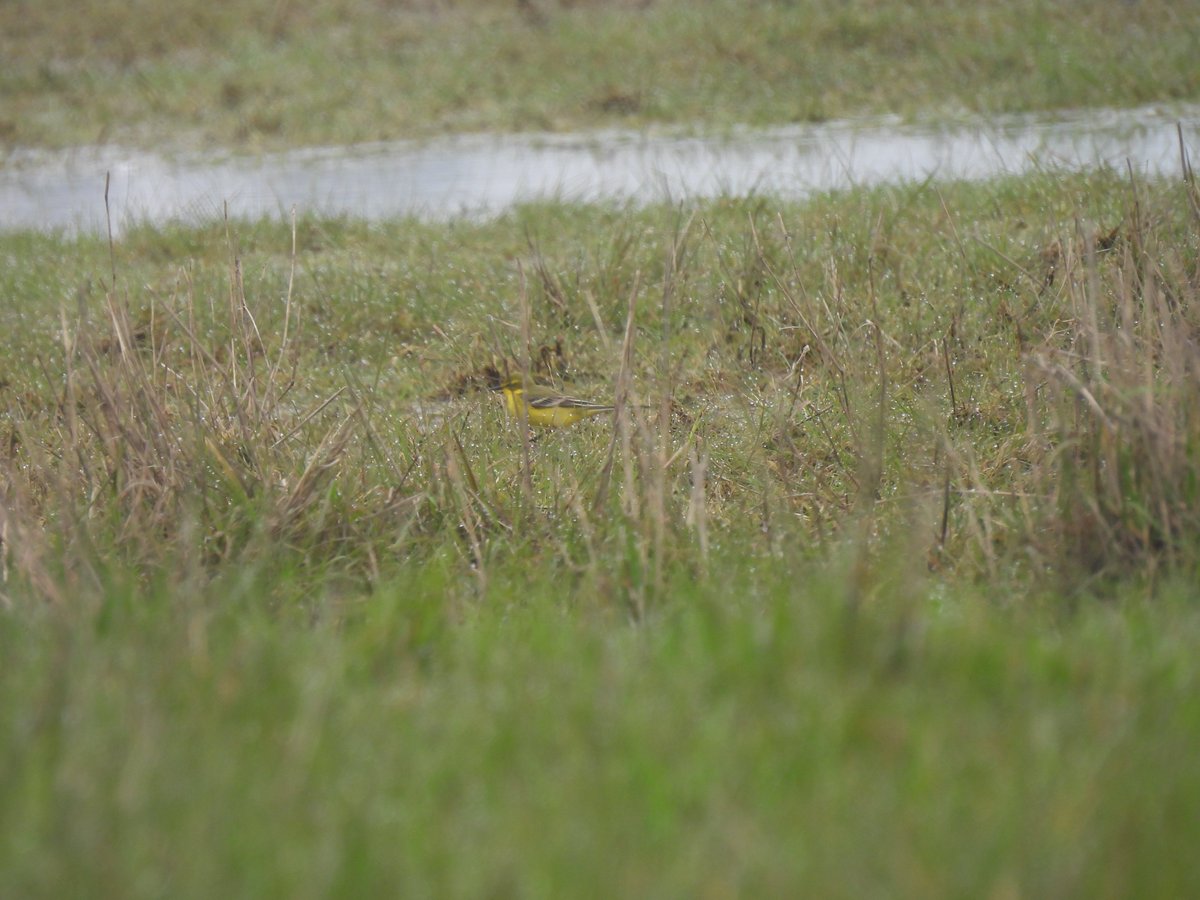 Twite and Yellow Wagtail at the southern end of the Coal Road at Druridge this morning.