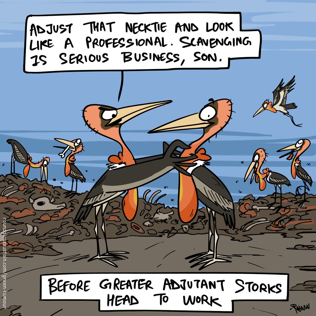 Scavenging is a full-time job. By Green Humour @thetoonguy #greateradjutantstork #wildlifecomics #roundglasssustain