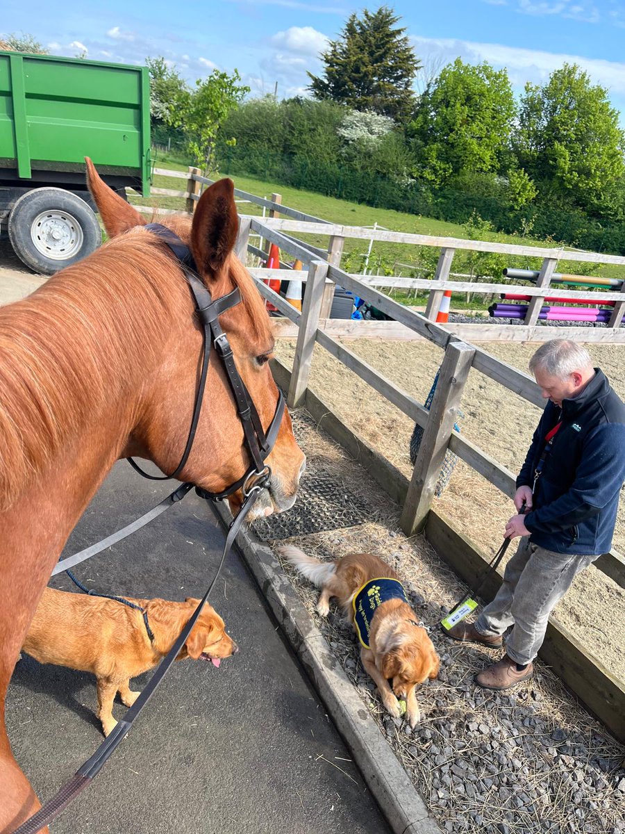Today we welcomed Illya, a Guide Dog in training onto the yard. She lives locally & has found our rather large horses a little bit scary so she came down today to meet them & be more comfortable in their presence. Prestbury & Berkeley were happy to help along with yard dog Wilf!
