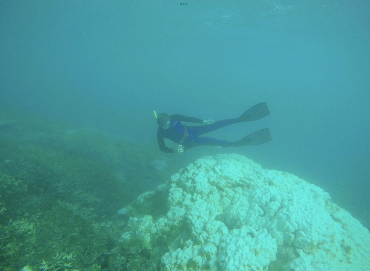 The latest OFFICIAL update on the Great Barrier Reef suggests it’s to early to measure “any” coral mortality. In the meantime, actual scientist are telling it like it is - “It’s fucking awful,” the softly spoken scientist says, emerging from the ocean.” theguardian.com/environment/20…