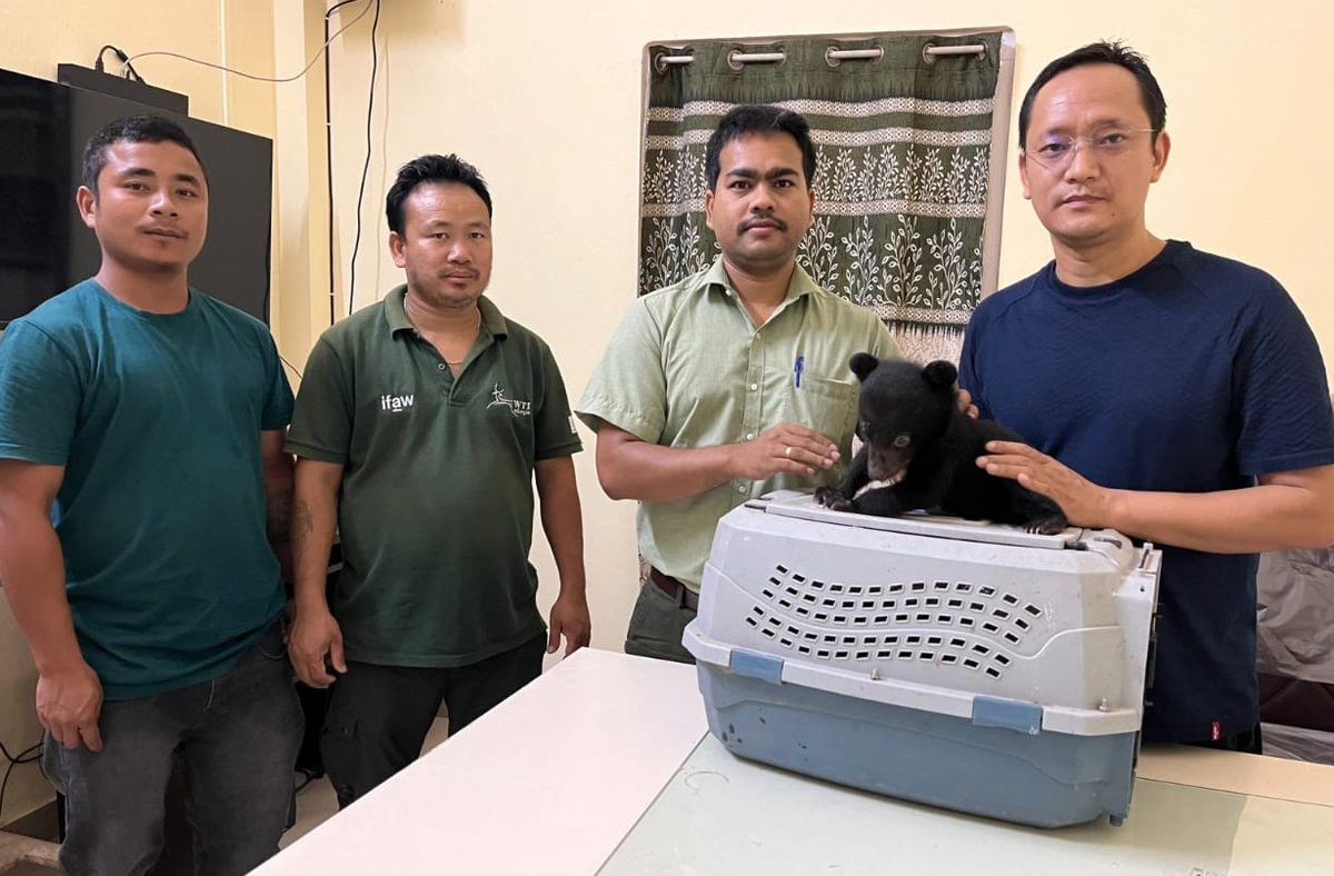 A month-old male #AsiaticBlackBear was rescued from Sagalee #ArunachalPradesh. The orphaned cub will be hand-raised in preparation for its rehabilitation #BackToTheWild at the CBRC @pakke_tiger Thanks to the support of @ifawglobal & Kirloskar Ebara Pumps Limited @ArunForests