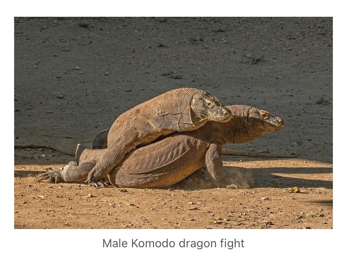 (Komodo dragons’ wives walk in on them) uhhh we’re fighting