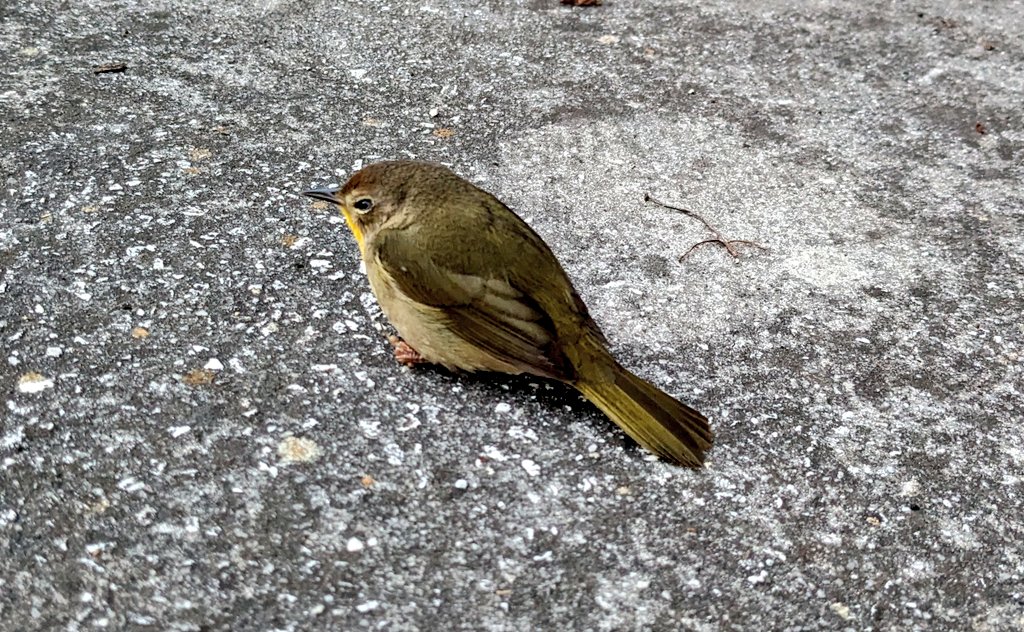 Found a little yellow throated warbler on the patio today. Thinking he may have taken a window dive and is trying to recuperate. We noticed some crows eyeing him, and have him in a small box out of sight now.