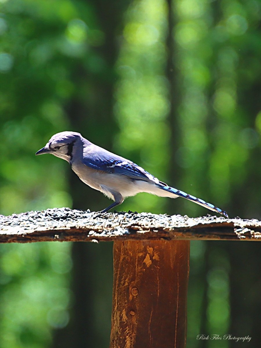 Blue Jay in the Sunshine☀️ #BlueJay #Birds #Birding #Wildlife #Nature #TwitterNatureCommunity #BirdPhotography #Photography