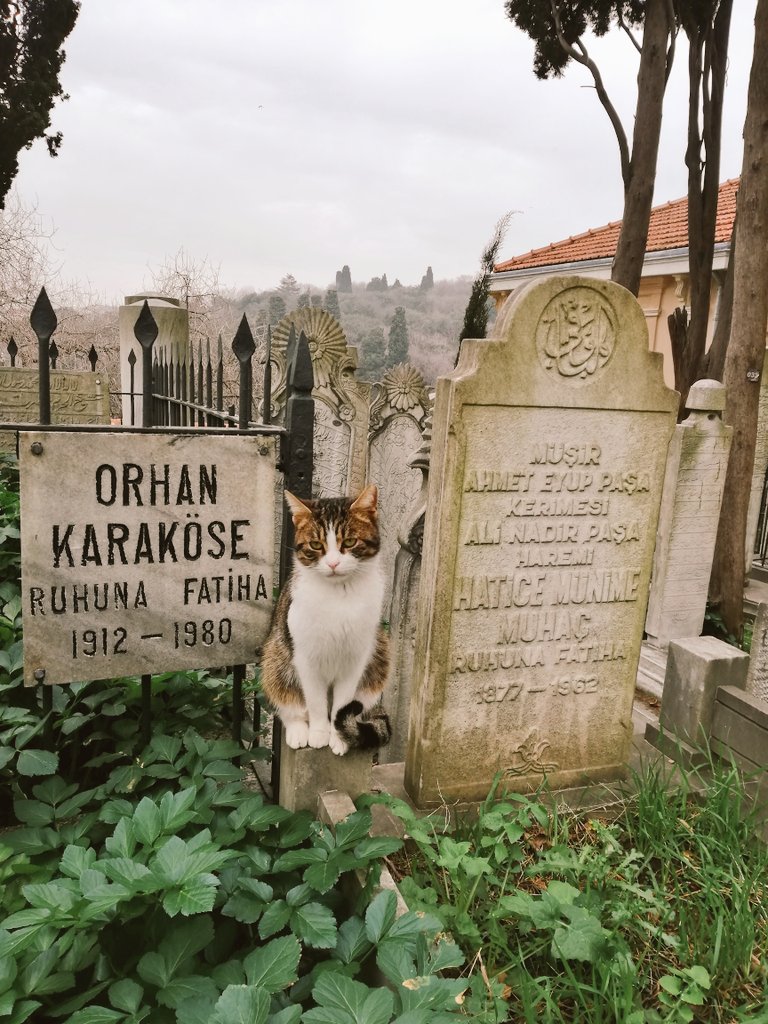 Mezarlıkta bir kedi