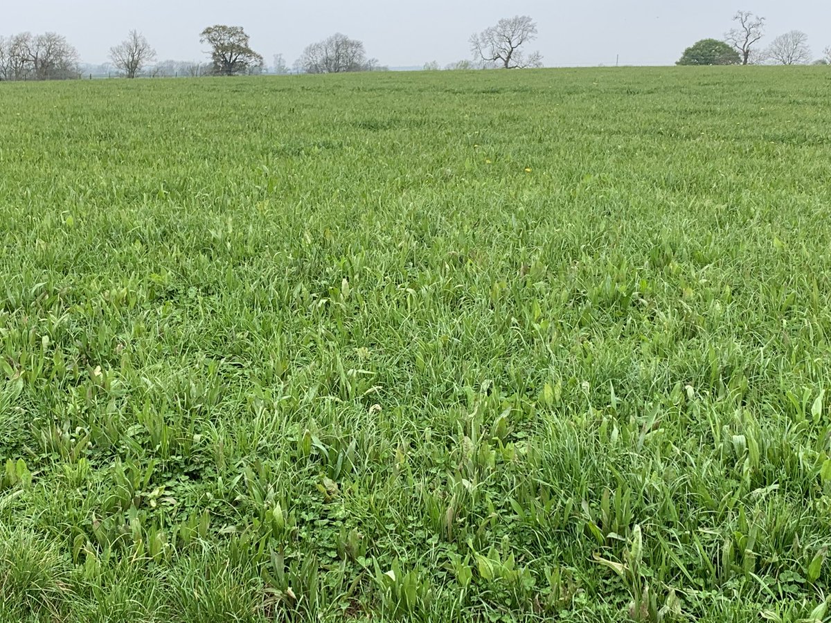 Only had to wait until May, but stock and covers looking well this morning ☀️#bentleysuffolk #aberfield <a href="/FieldOptions/">Field Options</a> <a href="/InnovisLtd/">Innovis Ltd</a> <a href="/sheep_suffolk/">Suffolk Sheep Society</a>