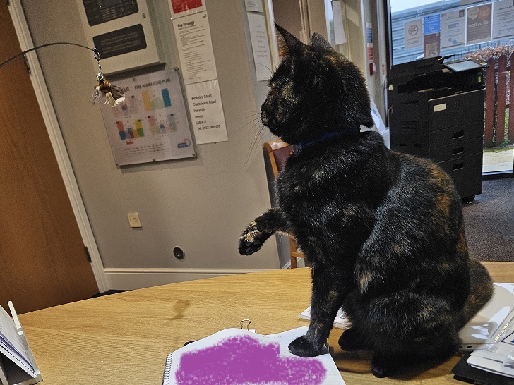 Our beautiful kitty cat teaching me how I can write and still play to entertain her royalness! 🤦‍♀️😝 #petsanddementiacare @HarehillsLove @CareQualityLCC