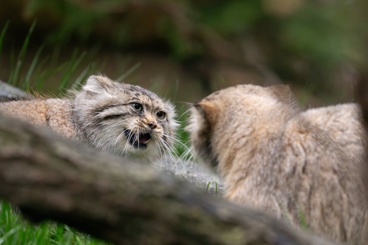 小競り合いは仲がいいから？
(2024.04.30)
#那須どうぶつ王国 
#nasuanimalkingdom 
#マヌルネコ 
#pallasscat 
#ポリー