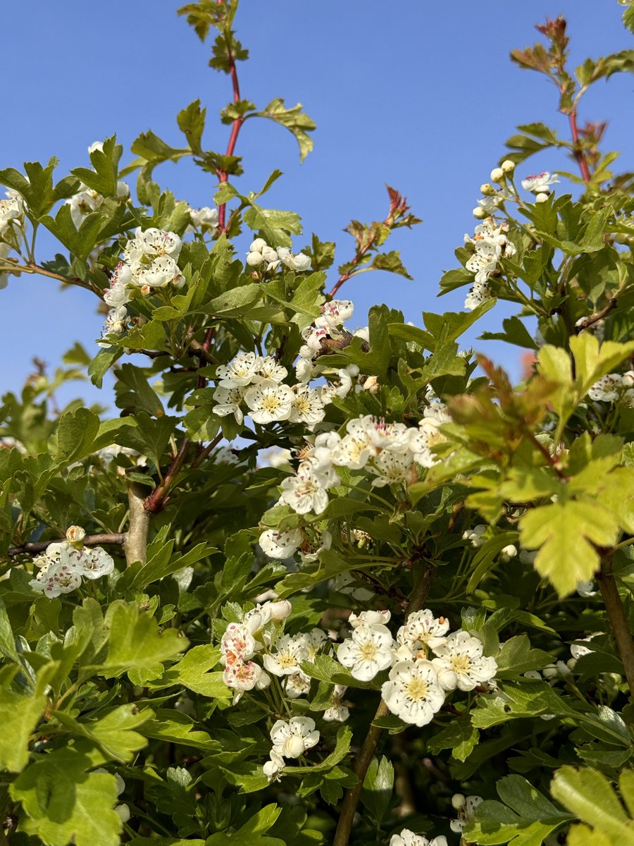 Beltane blessings✨Today is #Beltane #MayDay & we were treated to a beautiful blue sky this morning ☀️ In May, hedgerows burst into life as #hawthorn erupts with creamy-white blossom, giving this thorny shrub its other name of ‘May-tree’. It’s also a rich habitat for #wildlife🐝